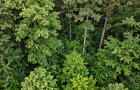 Forêt vue du ciel
